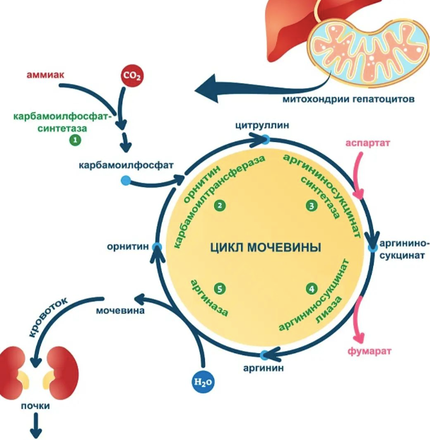 [Анна Тищенко] Закрытый канал _Цикл мочевины_ (202_0.png